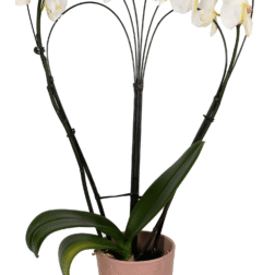White Orchids