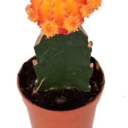 Catus