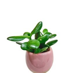 Jade plant