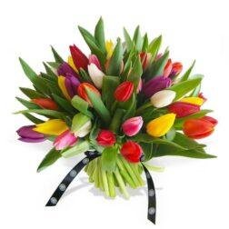 Tulip Lover